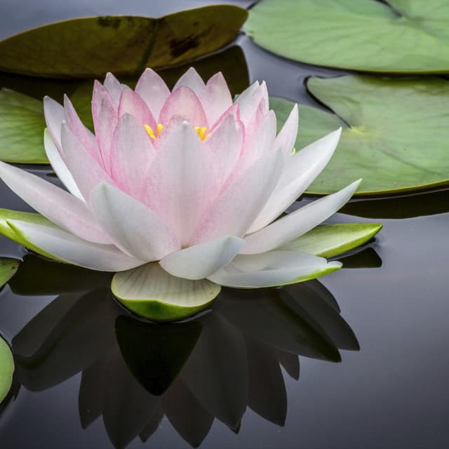 The Lotus Club at Serenity Aesthetics by Denise in St. John’s, FL